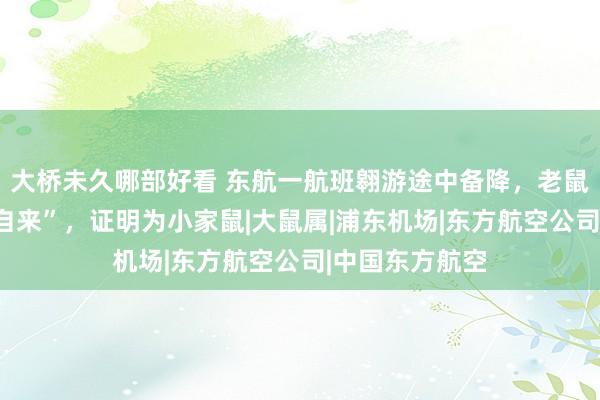 大桥未久哪部好看 东航一航班翱游途中备降，老鼠成机上“不招自来”，证明为小家鼠|大鼠属|浦东机场|东方航空公司|中国东方航空